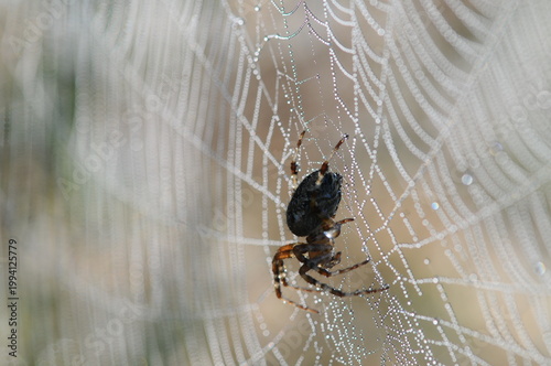 Foto spider on web