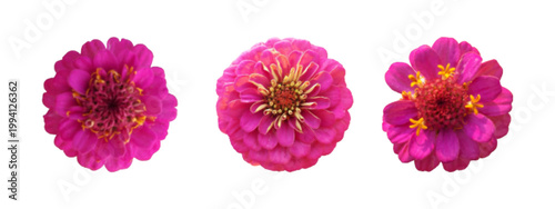 Set of three bright pink zinnia flowers. Top view floral arrangement with blooming petals, botanical nature element for collage, scrapbook, greeting cards. Halftone sticker cut out of paper. Vector.