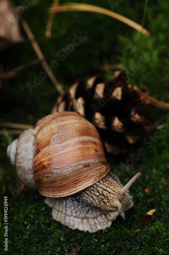 A grape snail crawls near a pine cone in a forest clearing with moss