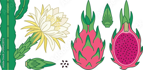 Dragon Fruit Botanical Vector Set with Pitaya Plant Flower Bud Whole Fruit Cross Section and Seeds for Tropical Organic Illustration Design