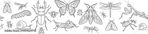Hand Drawn Insect Border Collection with Beetle Butterfly Dragonfly Mantis Moth Snail Caterpillar Grasshopper and Ant Nature Entomology Vector Illustration Set