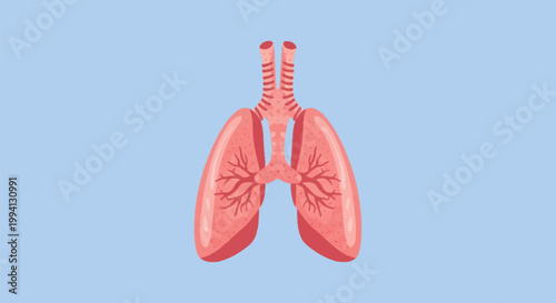 Medical anatomical vector illustration of the human lungs showing the respiratory system, trachea, bronchi, and pulmonary lobes with internal bronchial branching on a blue background.