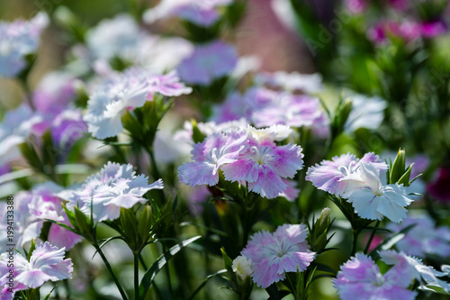 Photos 撫子の花