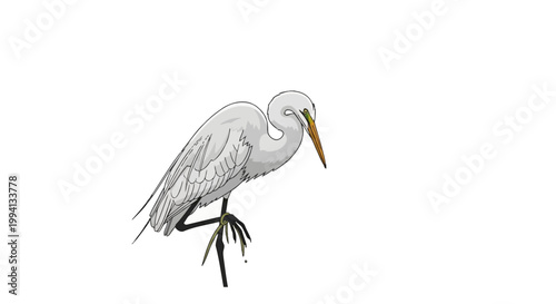 Profile vector illustration of a Great White Egret heron with white plumage, yellow bill, and black legs standing on one leg isolated on a clean white background.