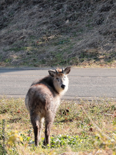ニホンカモシカ