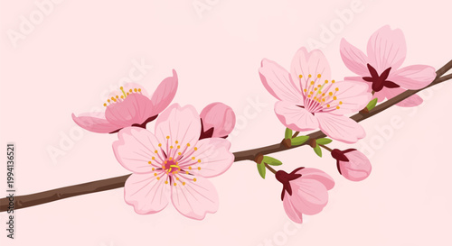 Vector illustration of a blooming Japanese cherry blossom branch with pink sakura flowers and closed buds isolated on a light pink background, minimalist floral design.