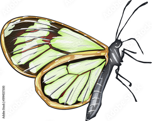 Watercolor of a Minimalist Glasswing Butterfly Illustration.This image is perfect for adding a touch of nature and elegance to your designs.