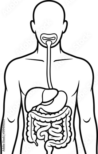 Human digestive system, anatomy illustration, internal organs, stomach, intestines