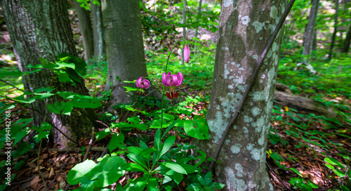 Beautiful wild lily plant, Lilium martagon, in a wild forest in Europe in spring