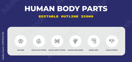 outline human body parts icons set - hip bone, fetus in an uterus, blood supply system. editable vector for web and mobile ui