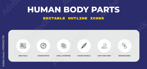 outline human body parts icons set - skin cells, human fetus, small intestine. editable vector for web and mobile ui