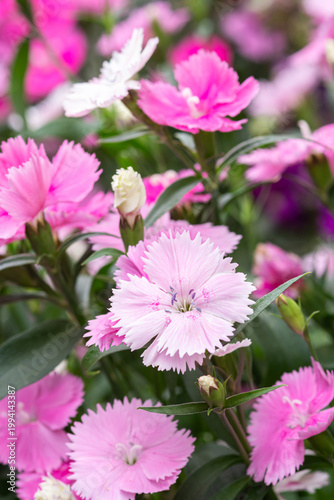 満開のナデシコの花