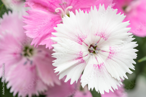ナデシコの花のクローズアップ