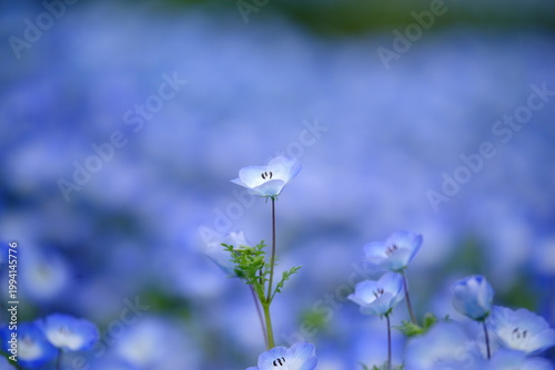 ネモフィラの花