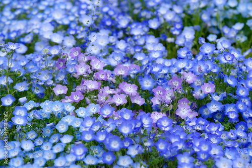ネモフィラの花