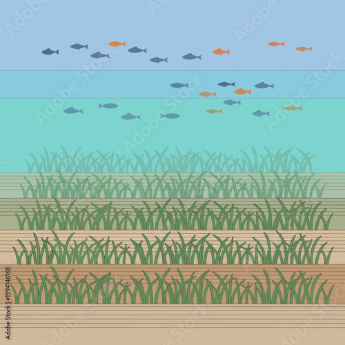 Aquatic life showing fish swimming above seagrass in the ocean