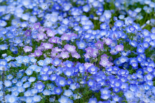 ネモフィラの花