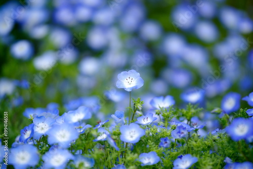 ネモフィラの花