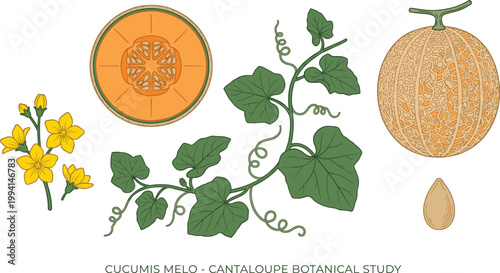 Cantaloupe Botanical Illustration Set Featuring Cucumis Melo Fruit, Leaf Vine, Flower, Seed, and Cross Section in Detailed Natural Vintage Style