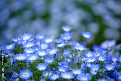 ネモフィラの花