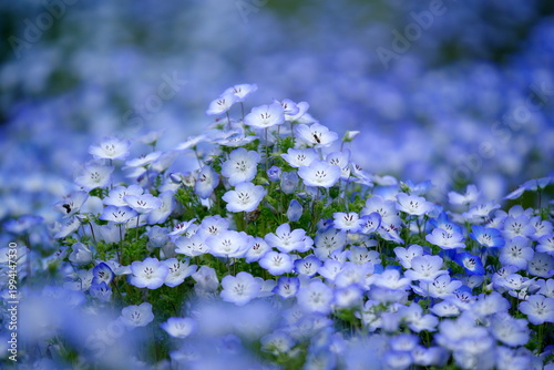 ネモフィラの花