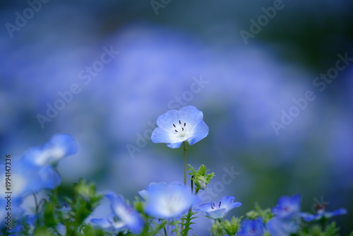 ネモフィラの花