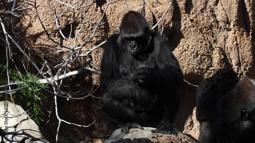 Mama Gorilla Holds Baby Gorilla In Sunlight