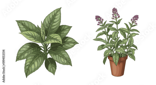 Two detailed illustrations of green leafy plants, one in a pot with purple flowers and the other bushy and dense.