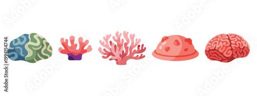 Brain coral and sea anemone species on a white background, diverse marine life