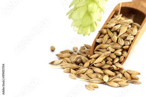 Wooden Scoop with Barley Grains and Fresh Hop Cone on White Background
