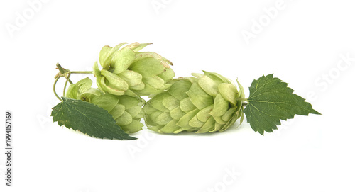 Fresh green hops with leaves isolated on a clean white background.