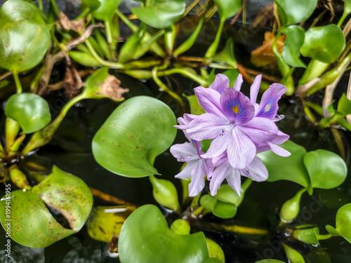 A vibrant purple water hyacinth flower blooms amidst lush green bulbous leaves floating on a calm pond, showcasing natural aquatic beauty and intricate floral patterns.
