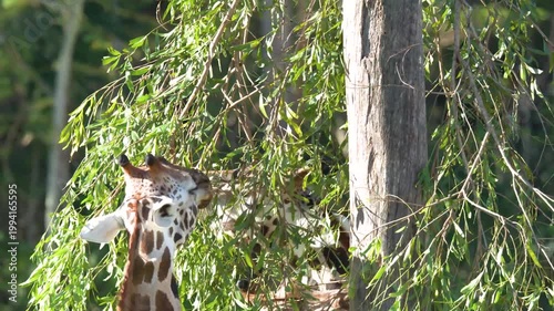 Giraffe in dynamic full motion footage capturing its graceful neck as it eats lush green leaves from tree on sunny day.
