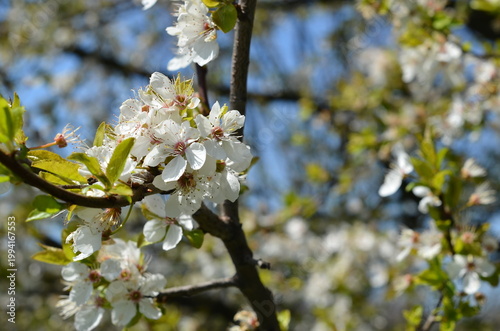 Blooming cherry tree with delicate pink blossoms in springtime. Beautiful floral scene with soft light and natural background, perfect for nature, seasonal, and romantic concepts.