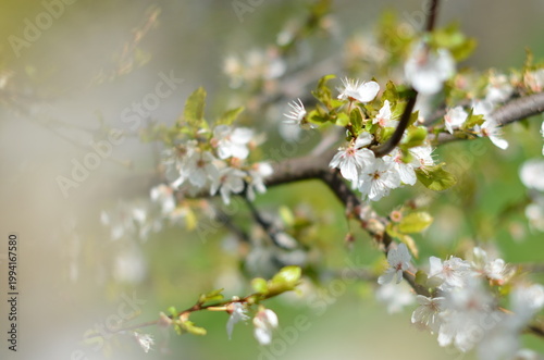 Blooming cherry tree with delicate pink blossoms in springtime. Beautiful floral scene with soft light and natural background, perfect for nature, seasonal, and romantic concepts.