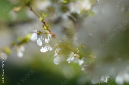 Blooming cherry tree with delicate pink blossoms in springtime. Beautiful floral scene with soft light and natural background, perfect for nature, seasonal, and romantic concepts.