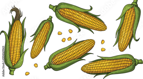 Golden corn cob vector set. Hand drawn maize ears with green husk and kernels. Colorful agricultural food illustration for farming, organic products, and packaging design.