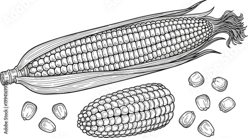 Vintage corn cob engraving vector. Hand drawn maize ear and kernels illustration. Retro agricultural food sketch for farming, organic products, and packaging design.