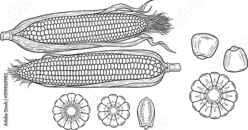 Vintage corn varieties engraving vector set. Hand drawn maize ears, kernels and cross section illustration. Retro agricultural sketch for farming, organic food, and packaging design.