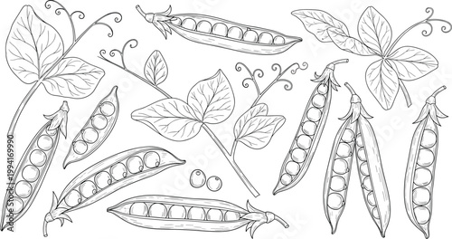 Vintage pea plant engraving vector set. Hand drawn pea pods, leaves and flowers illustration. Retro botanical sketch for agriculture, organic food, and packaging design.
