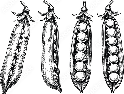 Vintage pea pod stages engraving vector set. Hand drawn pea pods with different seed levels illustration. Retro botanical agricultural sketch for organic food and farming design.