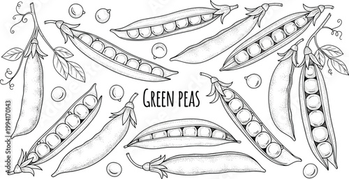 Vintage green peas engraving vector set. Hand drawn pea pods, seeds and plant illustration with label. Retro botanical food sketch for agriculture and packaging design.