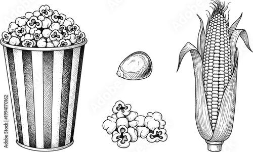 Vintage popcorn and corn engraving vector set. Hand drawn popcorn bucket, kernels and maize cob illustration. Retro food sketch for snack design, cinema theme, and packaging.