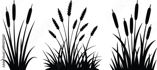 Cattail grass, silhouette, vector illustration of wild reed bush swamp coastal plants and field grass elements for nature and environmental design.