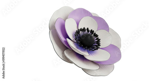 Purple and White Anemone Flower