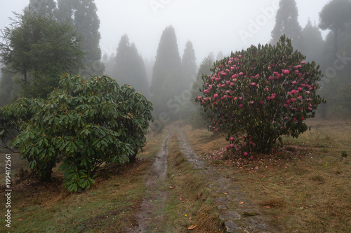 Pine Forests and Blooming Rhododendrons on the Trail to Tonglu