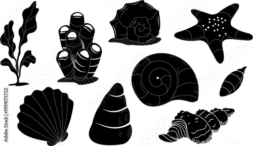 coral reef life and sea snails