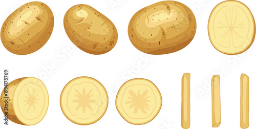Potato Vegetable Vector Set with Whole, Halves, Slices, and Fries Cuts, Fresh Organic Food Illustration for Cooking, Agriculture, and Healthy Ingredient Design
