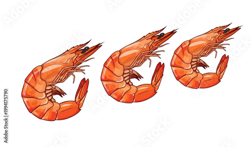 Three cartoon shrimp illustration
