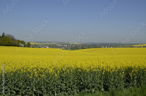 Rapeseed field with yellow flowers in the Czech countryside during spring. Bright blooming landscape with copy space, representing agriculture, oil production, and natural background. 